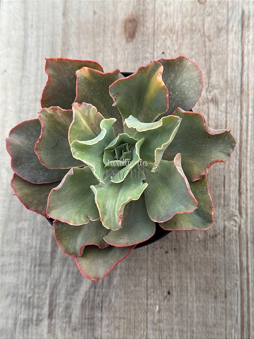 Echeveria san remo variegata