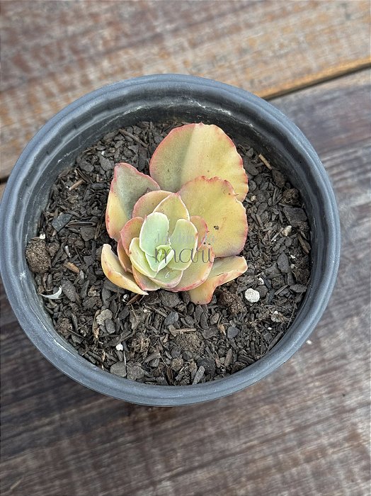 Echeveria san remo variegata