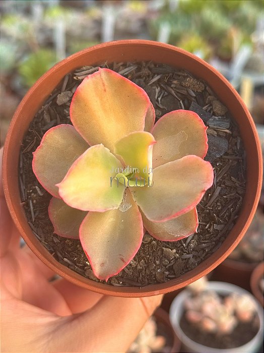 Echeveria san remo variegata