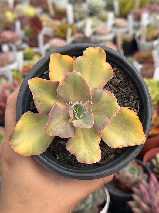 Echeveria san remo variegata