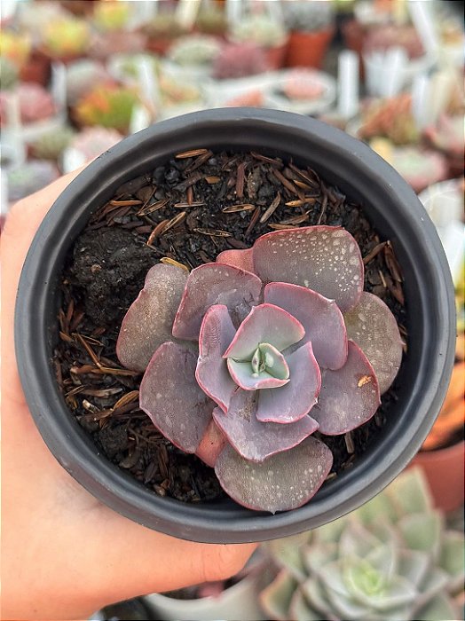 Echeveria russalka ( sem raiz)