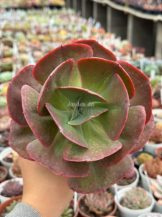 Echeveria only one reversa