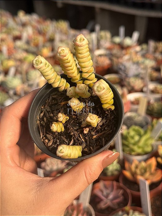 Crassula marnieriana variegata