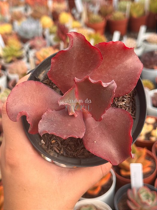 Echeveria fire bird wings