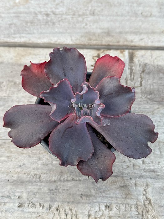 Echeveria fire bird wings (sem raiz)