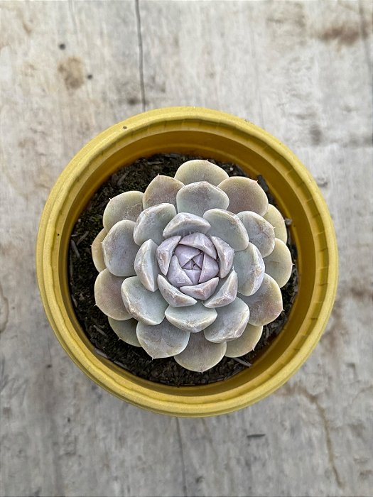 Echeveria tynie burger