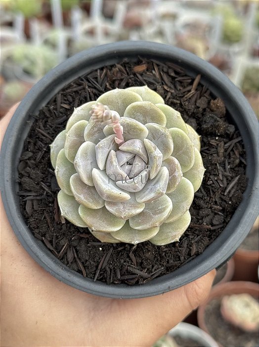 Echeveria tynie burger