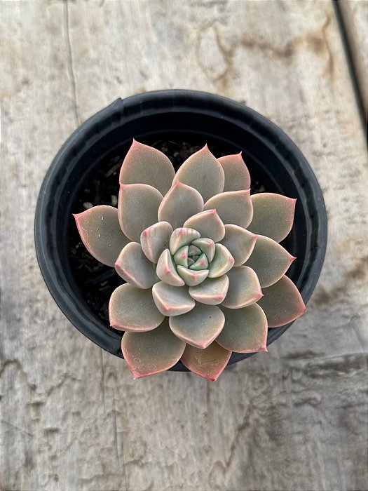 Echeveria pretty in pink
