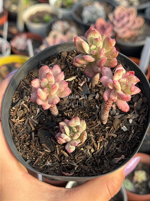 Echeveria new state (colônia)