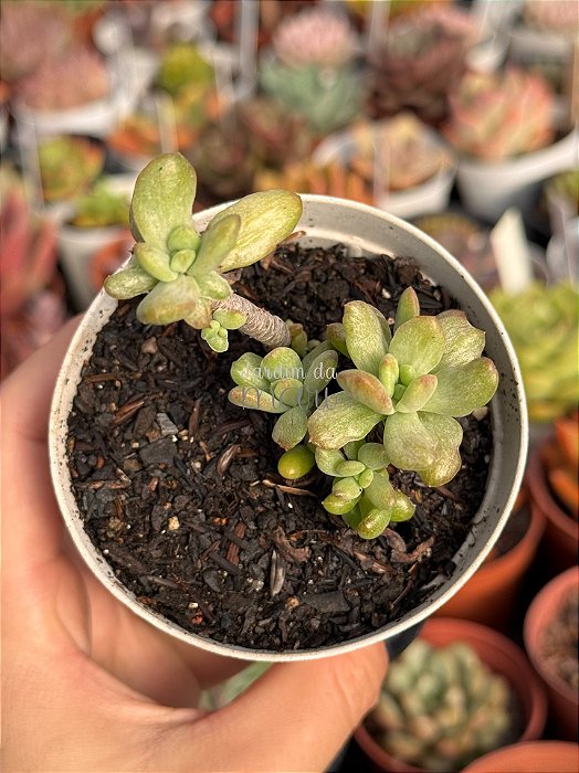 Echeveria new state (colônia)