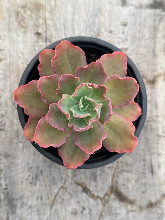 Echeveria blue waves