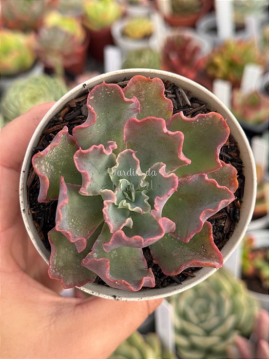 Echeveria blue waves (sem raiz)