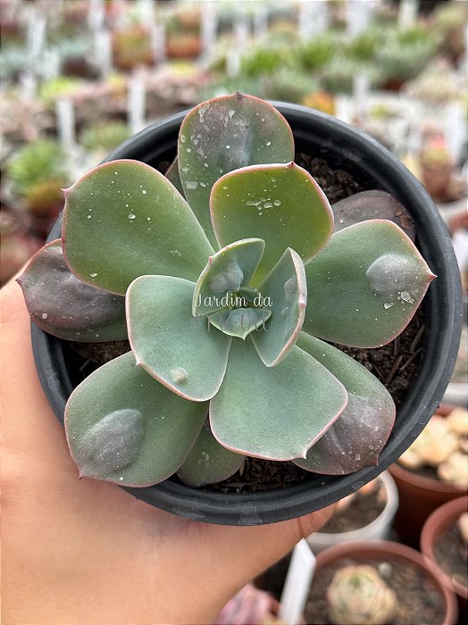 Echeveria macaron