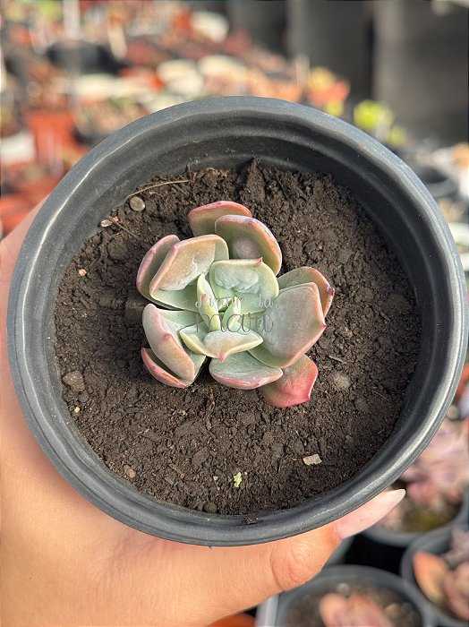 Echeveria macaron