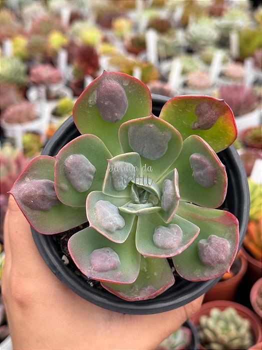 Echeveria macaron
