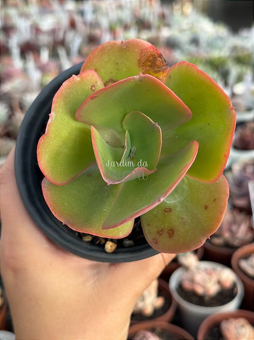 Echeveria curls hibrida