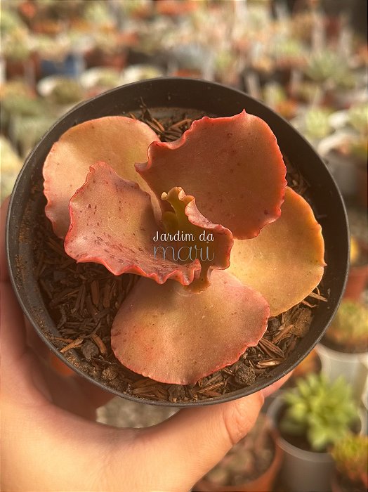 Echeveria candy wright (sem raiz)