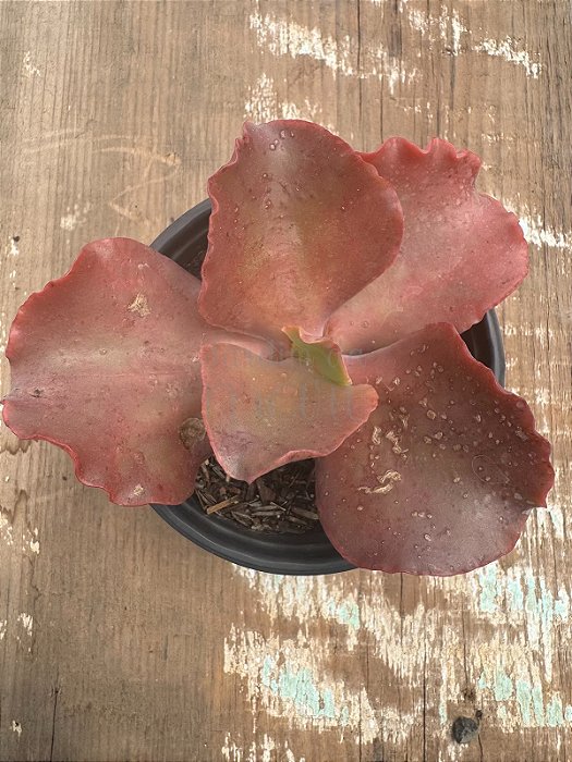 Echeveria candy wright( sem raiz)