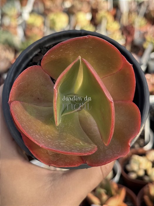 Echeveria arlequin