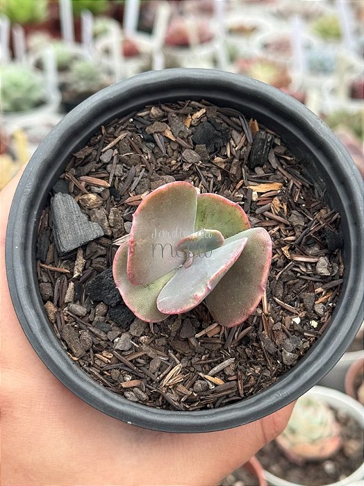 Echeveria volcan doux