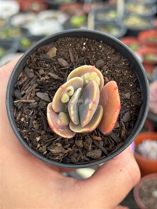 Echeveria volcan doux