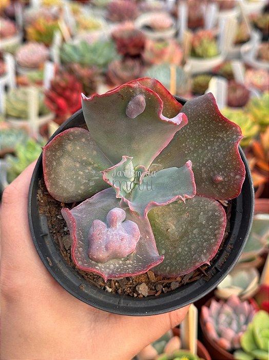 Echeveria bumps