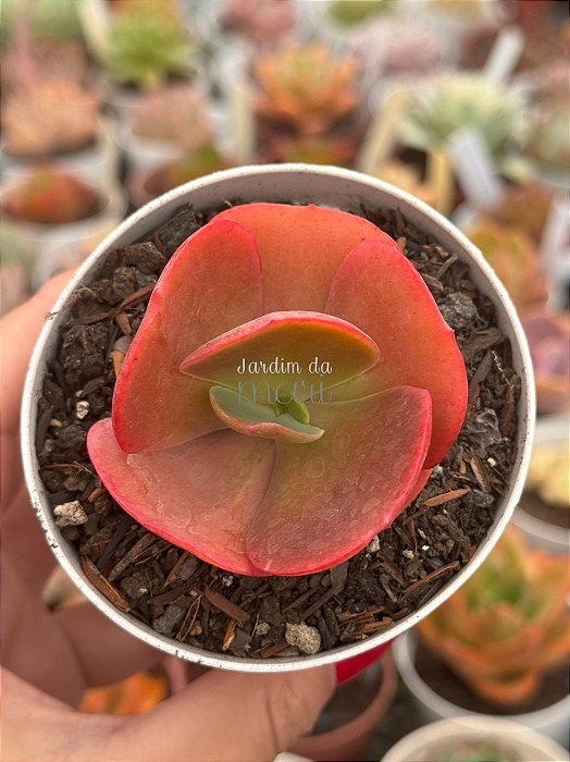 Echeveria red regis (sem raiz)
