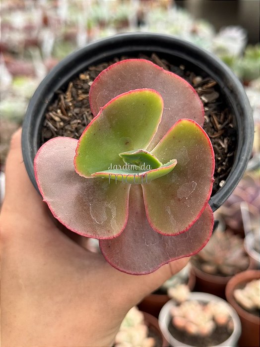Echeveria red regis