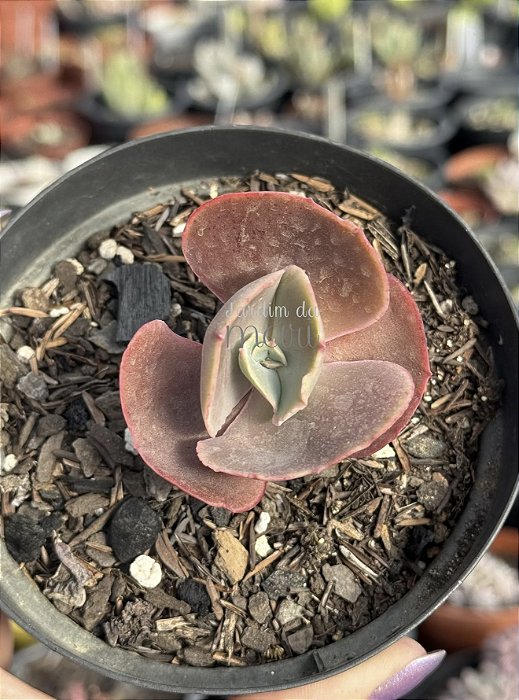 Echeveria red regis