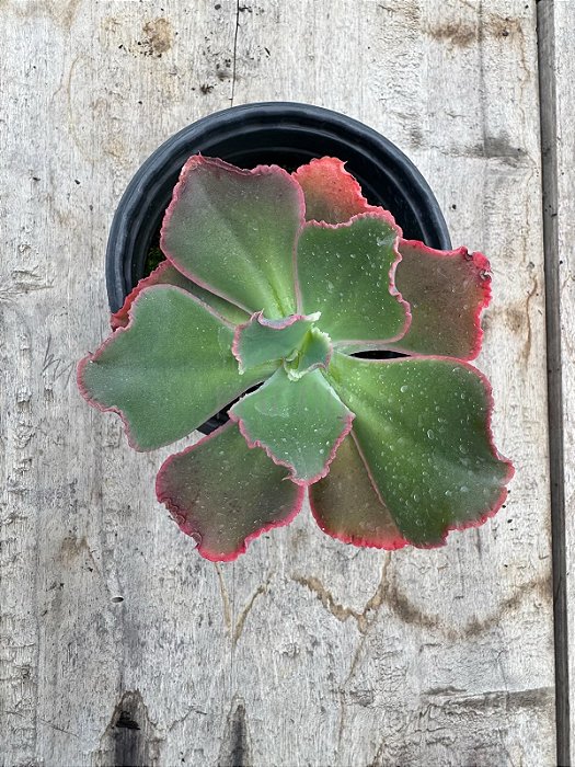 Echeveria Virginia lee