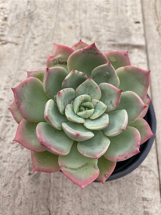 Echeveria salmon