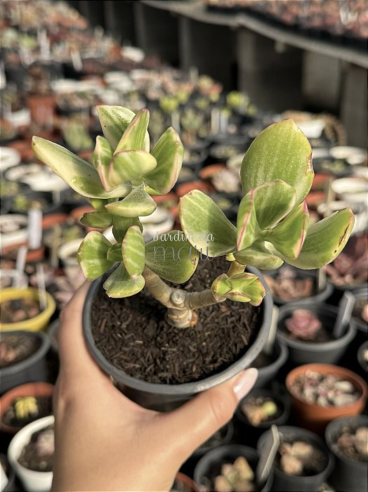 Crassula ovata variegata (tricolor)