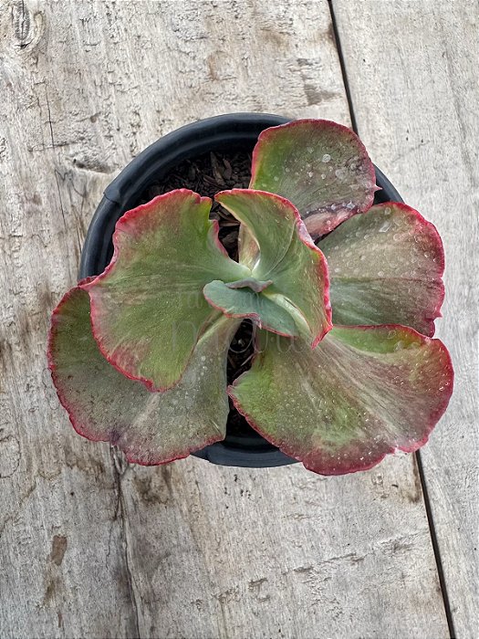 Echeveria katella variegata