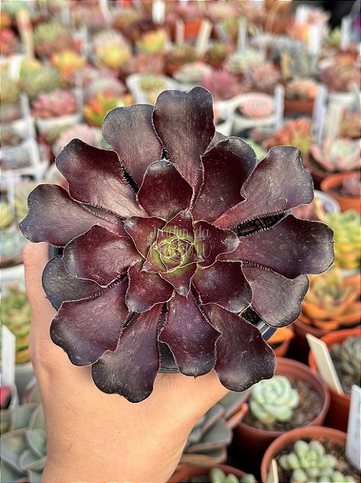 Aeonium zwartkop ( Aeonium negro) sem raiz