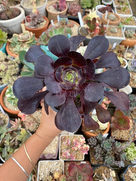 Aeonium zwartkop ( Aeonium negro)