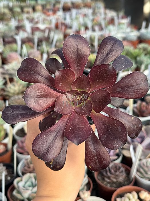 Aeonium zwartkop