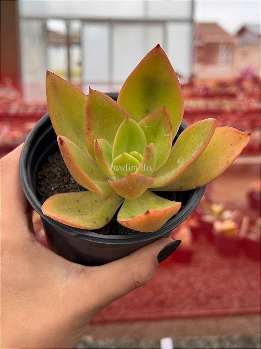 Echeveria Nyara