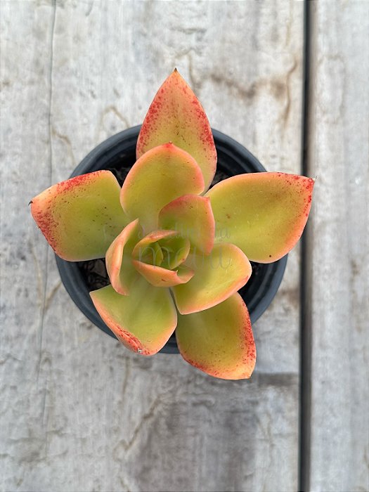 Echeveria Nyara