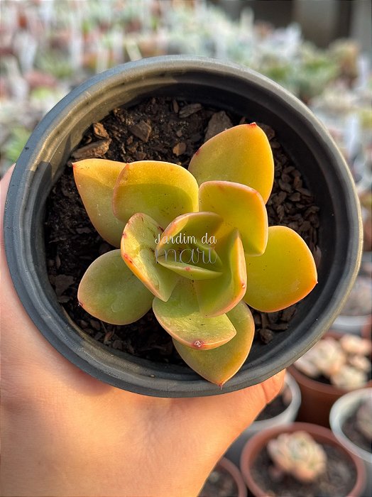 Echeveria Nyara