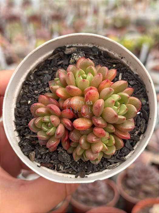 Graptoveria bashful
