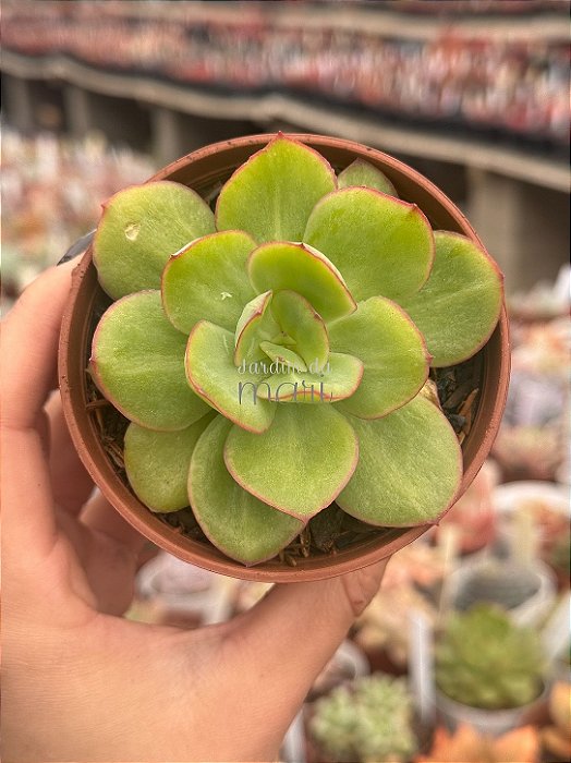 Echeveria lawrence (sem raiz)