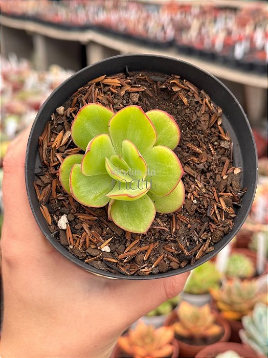 Echeveria lawrence
