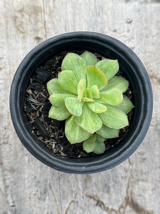 Echeveria lawrence