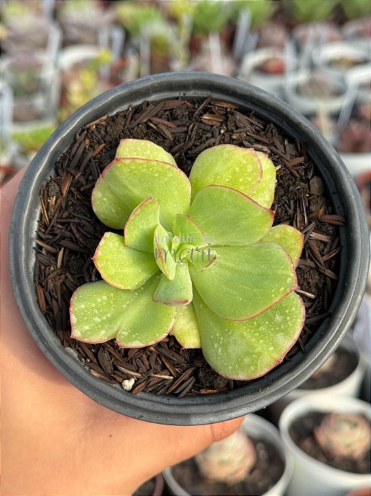 Echeveria lawrence