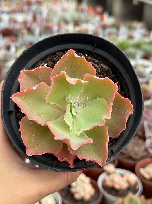 Echeveria princess lace