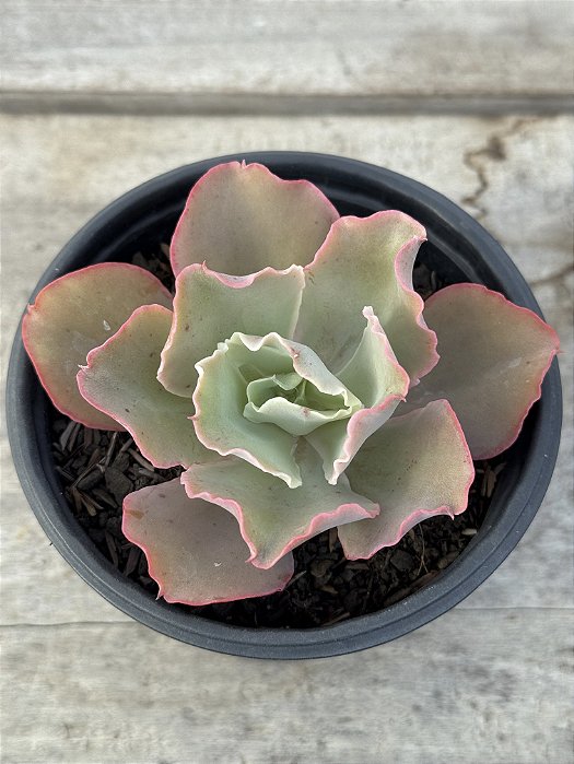 Echeveria princess lace