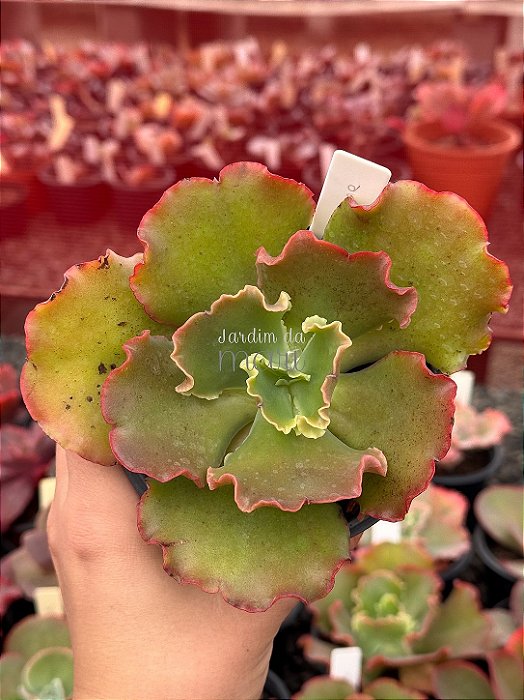Echeveria morgana