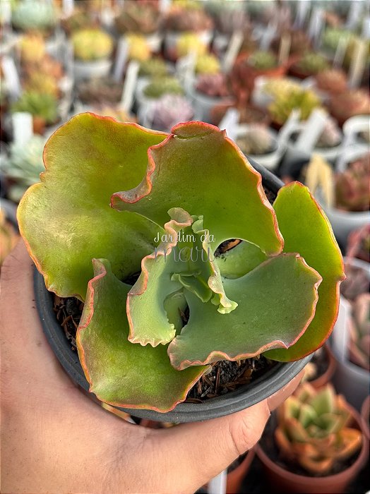 Echeveria morgana (sem raiz)