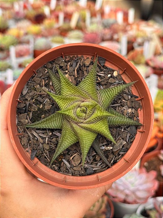 Haworthia limifolia