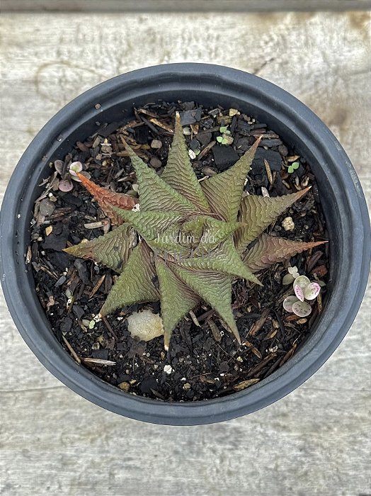 Haworthia limifolia 03